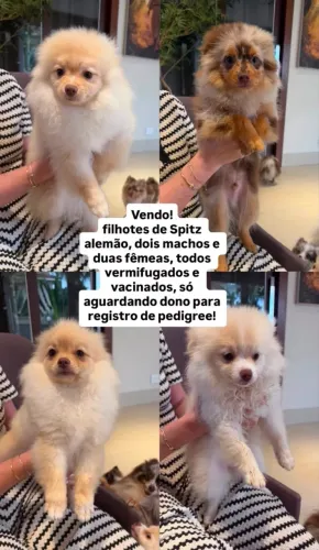 Spitz alemão