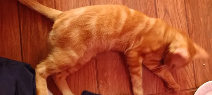 Estou doando um gato macho castrado 