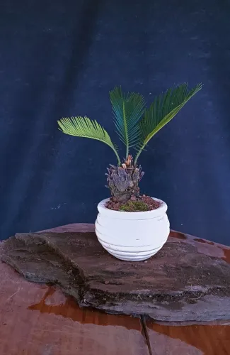 Bonsai Cyca revoluta