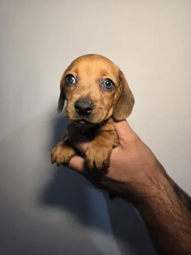 Filhote de Dachshund ideal para apartamento