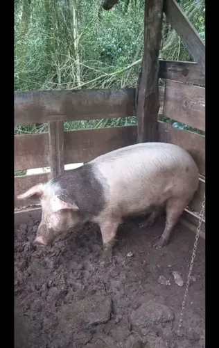 Porca
