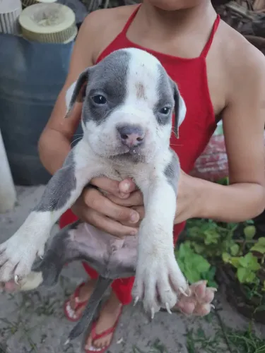 Filhote de American bully standard