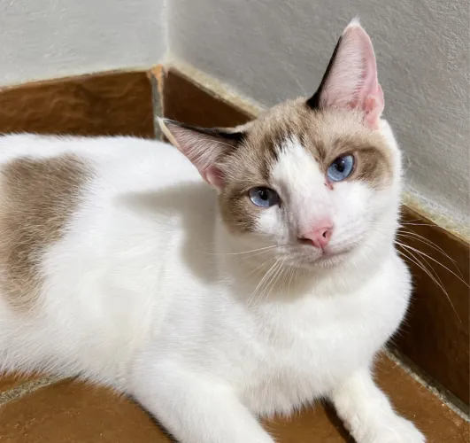 Gato lindo castrado e vacinado para adoção 