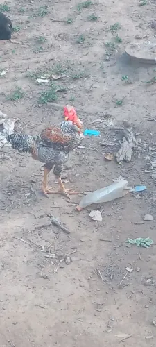 Frango disponível 