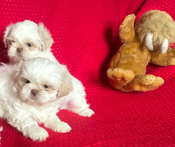 Shih-tzu macho branco e areia