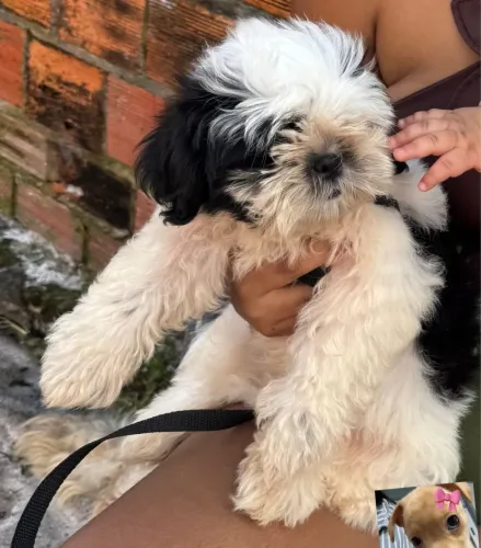Shih Tzu