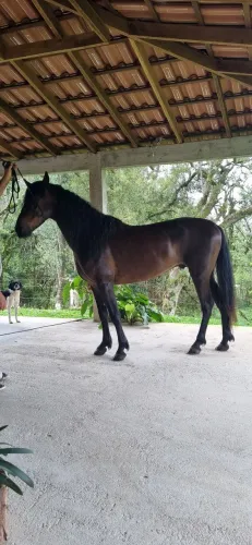 Cavalo Mangalarga