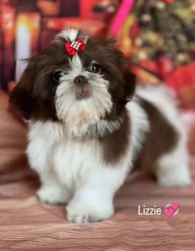 Filhotes de Shih Tzu - Lindíssimos!! Excelente padrão e temperamento - Aceito Cartão!!
