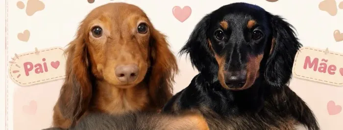 Filhote de Dachshund pelo longo entrega 28/07 Só tenho Macho Black Team e vermelho lindos