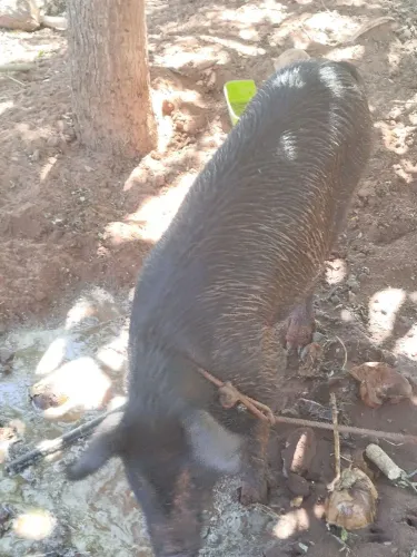 Venda de porco