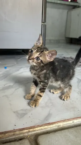 Doação de gato 