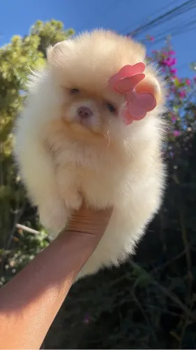 Spitz