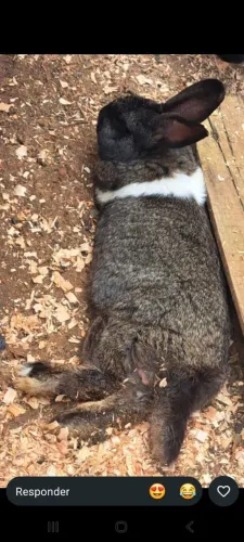 Vendo coelho gigante