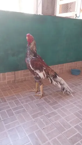 Galo bico curto, canto curto.