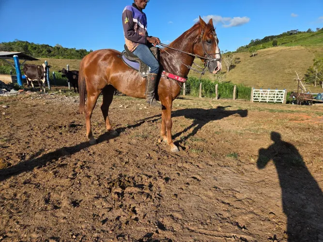 Égua Qm com documento 