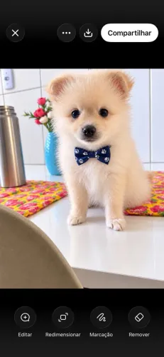Cachorro 