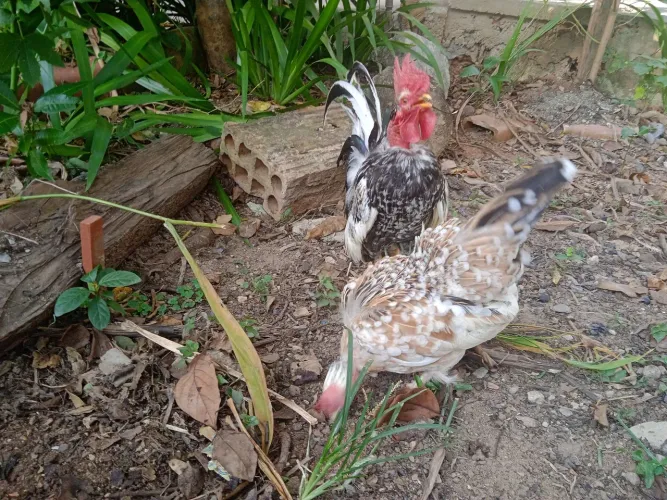 Galo e galinha Nagazaki 