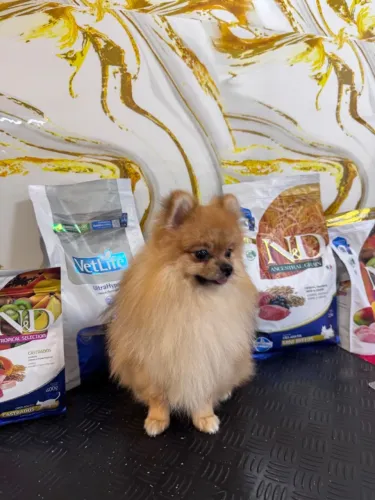 Machinho de lulu pomeranian somente 2kg