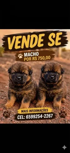 Filhote de chow chow 