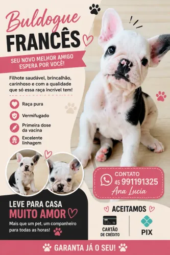 Bulldog Francês macho