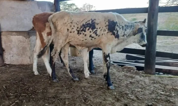 3 bezerros macho