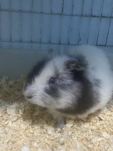 Vende-se porquinho da índia macho