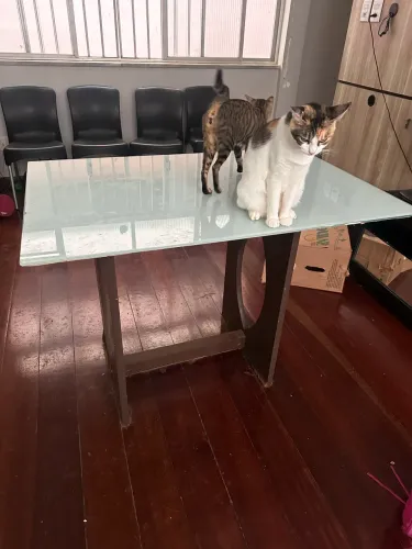 Mesa de Jantar + Jogo de Cadeiras