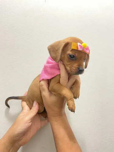 Dachshund mini presentão p/quem vc realmente ama parc/10x entrego hoje chama no zap