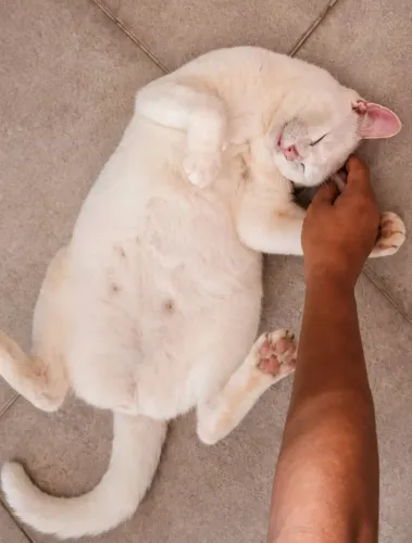 Gato Surdinho Carinhoso