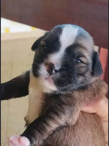 Shitzu Mini