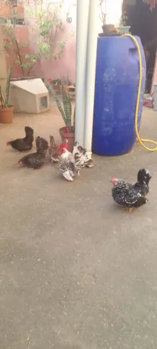Vendo ovos férteis de Nagasaki