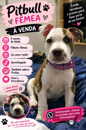 Cachorro