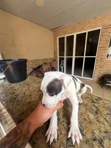 Vendo filhote de Pitbull puro 
