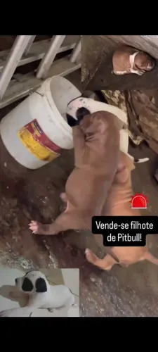 Vendo  filhotes de pitbul 