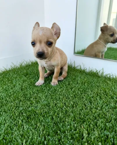 Mini Princesinha Pinscher 