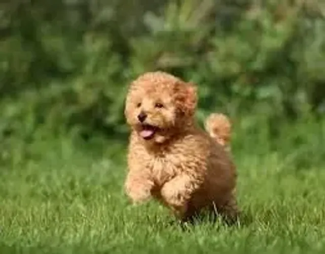 Poodle Elegância também sabe brincar.