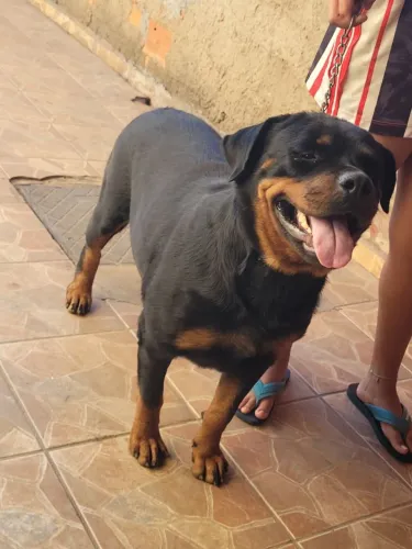 Rottweiller 