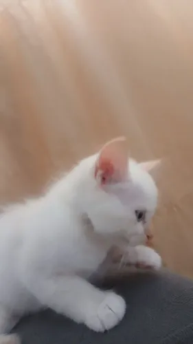 Gatinhos para doação