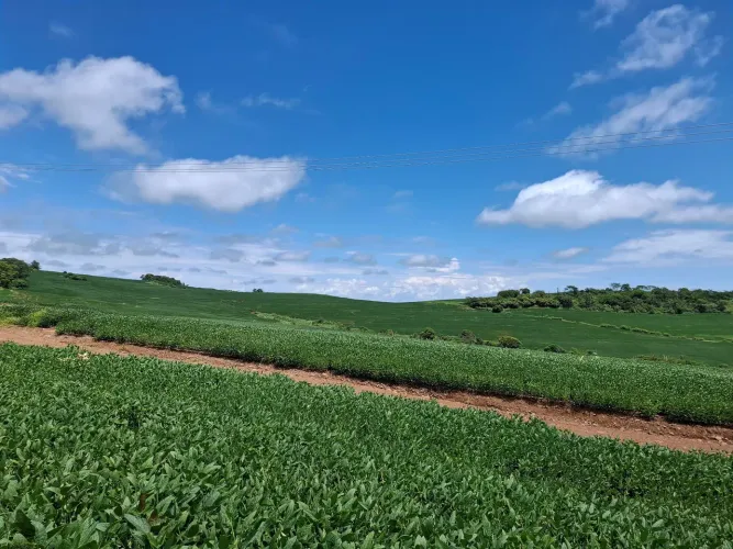 Sítio á venda 16 alqueires plantando do 15 alqueires em Primeiro de Maio PR 