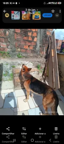 Pastor alemão pra vender