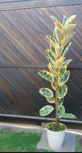 Linda Planta Ficus Elastica Variegata. Com 02 metros.