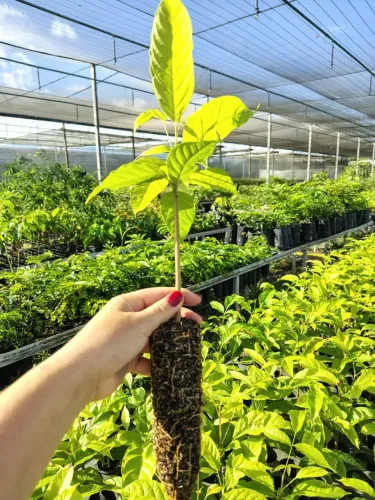 Mogno Brasileiro 100 unidades (Swietenia macrophylla)