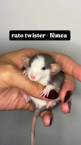 Ratos Twister - Disponível (macho e fêmea)