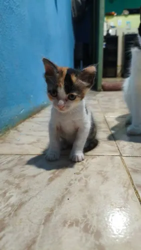 GATO ( FÊMEA ) DOAÇÃO