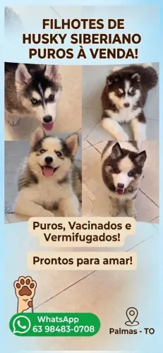 Filhotes de husky siberiano disponível