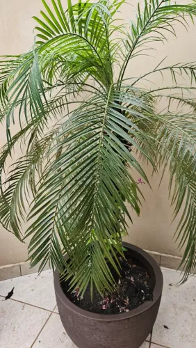 Palmeira Fenix, 1,60m de altura com orquídeas