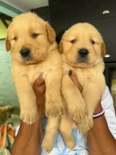 Filhotes Golden Retriever