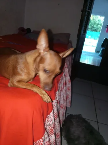 Cachorro pinche