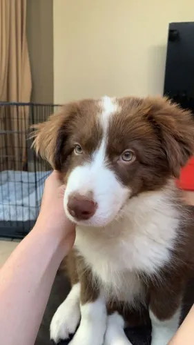 Border collie excelente companheiro