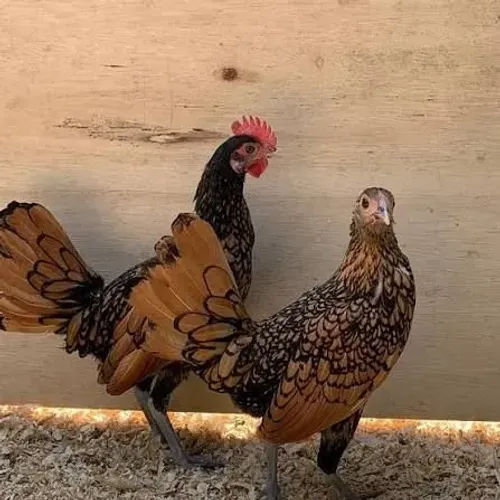 galinhas e galos sebright (raça pura)